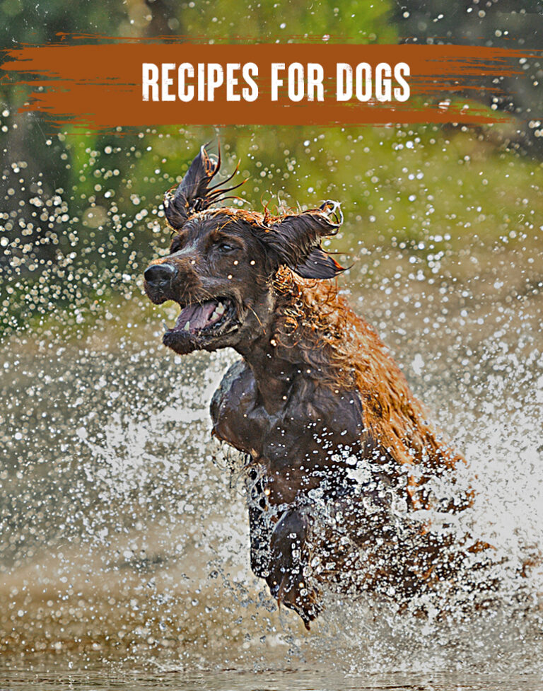 Alpha Feeds Proper Food For Proper Dogs alpha-feeds-proper-food-for-proper-dogs